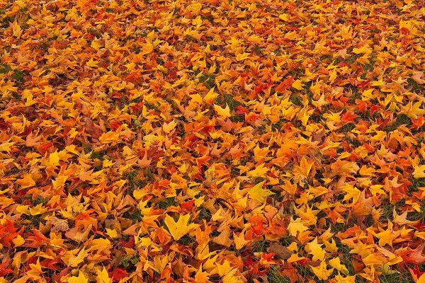 Canada-Quebec-Ste Famille on Ile dOrleans Fallen sugar maple leaves in autumn
